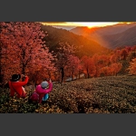 冬樱花