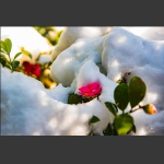 雪中藏蕊