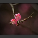 幽香引蜂