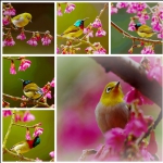花丛欢歌