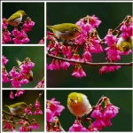 花中绣眼