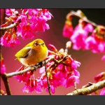 花中思情