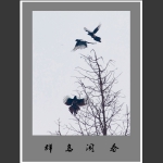 群乌闹春