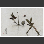 黑水鸡