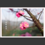 梅花报春