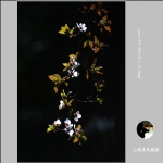 春花_0123