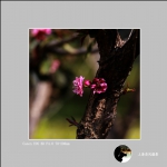 春花_0099