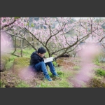 桃花林下读书郎