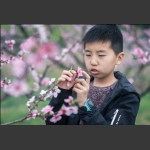 桃花林下读书郎