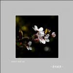 红叶李_5123