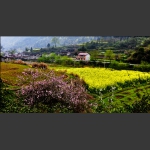 龙阳春色