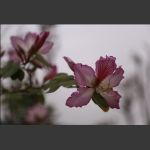紫金花开