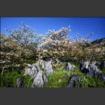 画意桐子花