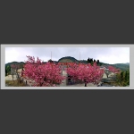 天门山寺前樱花开