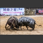 胜者为王