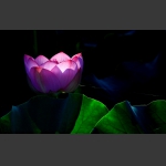 新荷