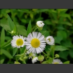 山花烂漫
