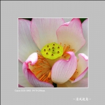 荷花_0019