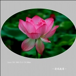 荷花_003