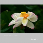 荷花_0192