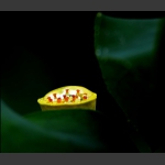 蕊蕊相连