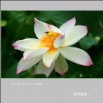 荷花_0454