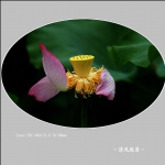 荷_9933