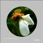 荷_0071