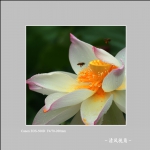 荷花_0450