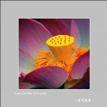 荷花_0469