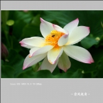 荷花_0458