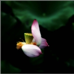 荷花_0054