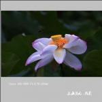 荷花_0201