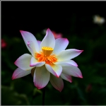 荷花_0491