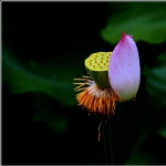 荷花_0043