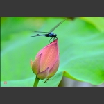 早有蜻蜓在上头