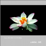 荷花_0481