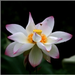 荷花_0163