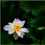 荷花_0480