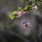 人间四月花