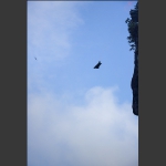 与鸟比翼