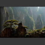 石与松