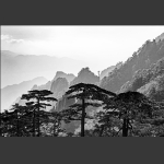劲松苍茫