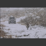 风雪无阻