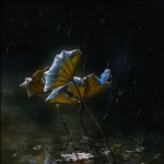 听雨