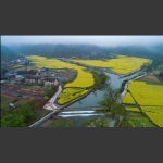 油菜花盛开的季节