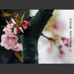 百花争艳