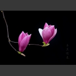 玉兰迎春