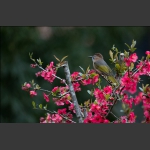 花丛中