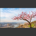 岩上红颜